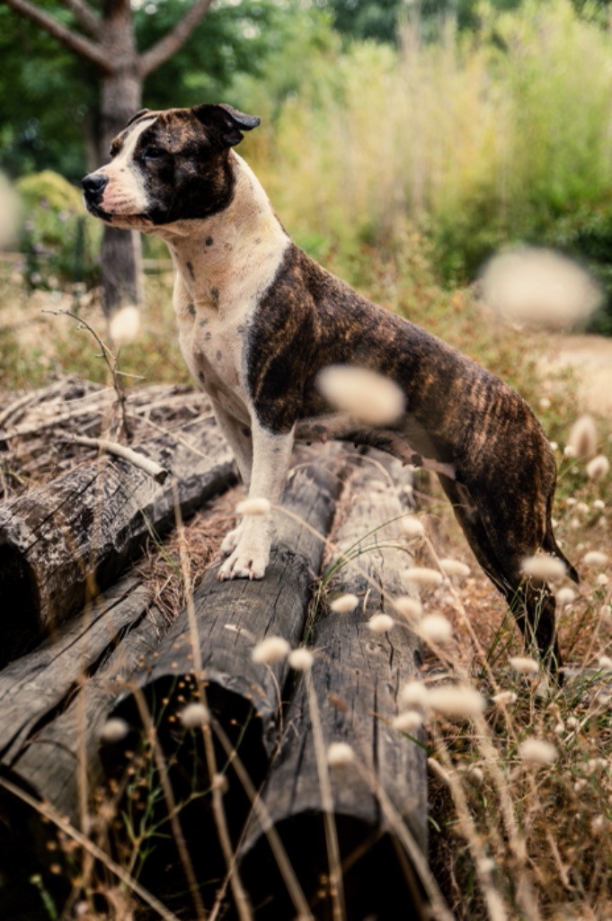 Les American Staffordshire Terrier de l'affixe Cané Del Fiume