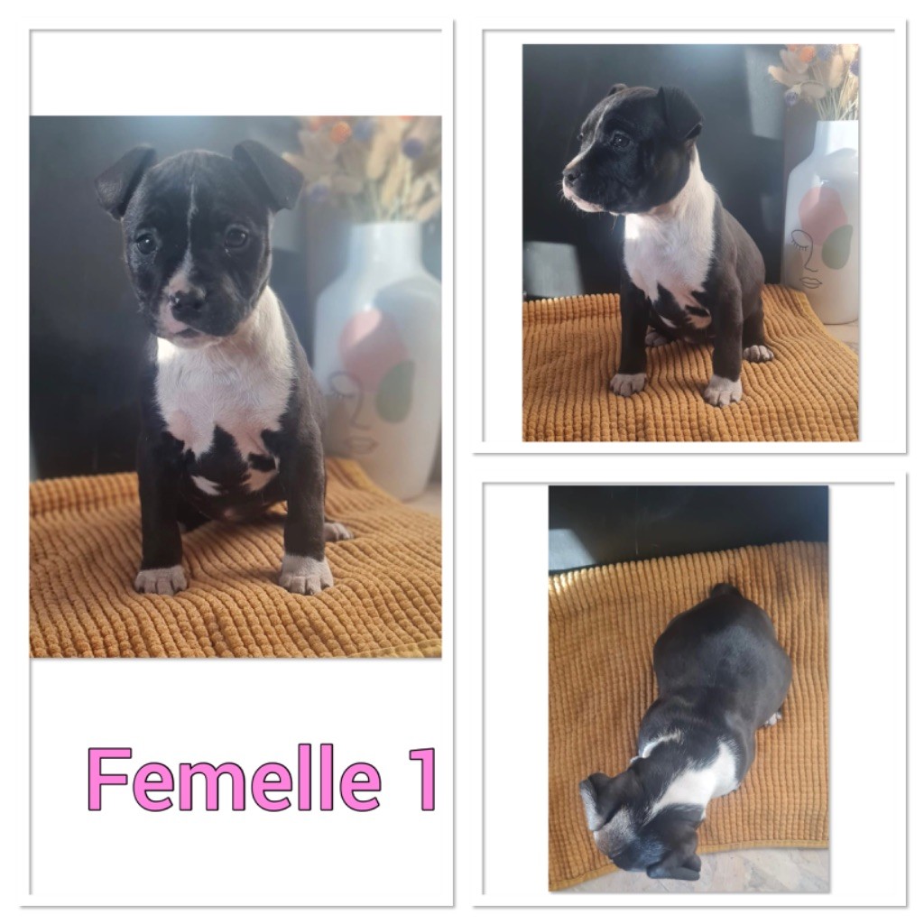 Cané Del Fiume - Chiot disponible  - American Staffordshire Terrier