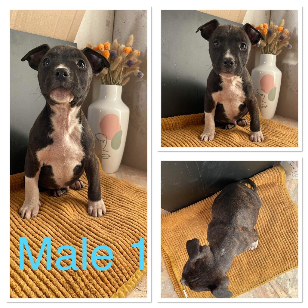 Cané Del Fiume - Chiot disponible  - American Staffordshire Terrier