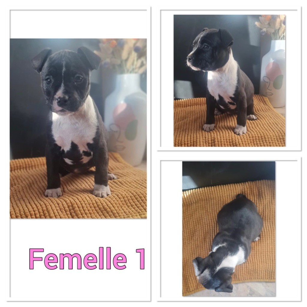 Cané Del Fiume - Chiots disponibles - American Staffordshire Terrier